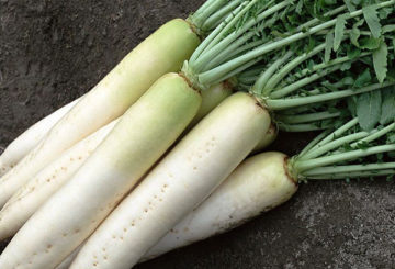 Daikon betakarítás