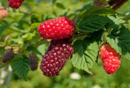 Ezemaly Tayberry Berries