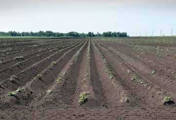 Hilling aardappelen