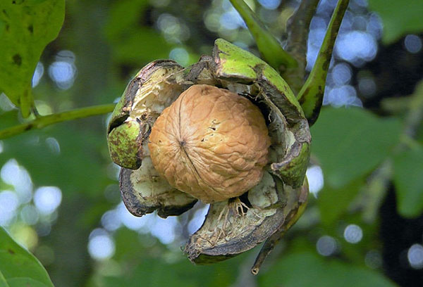 Орехови плодове