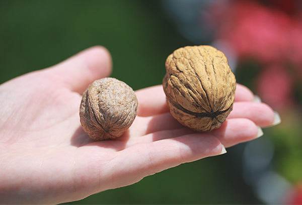 Орехи с различни размери