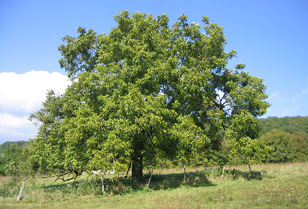 شجرة الجوز القديمة