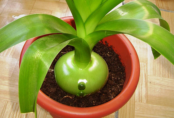 Potted indian onion