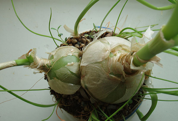 Indian onion before transplanting