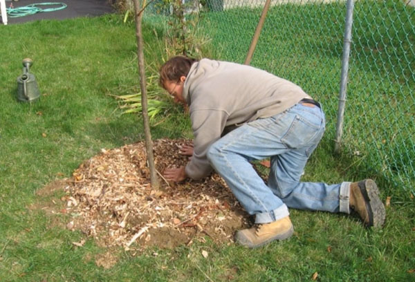 Plantarea unei răsaduri de pere