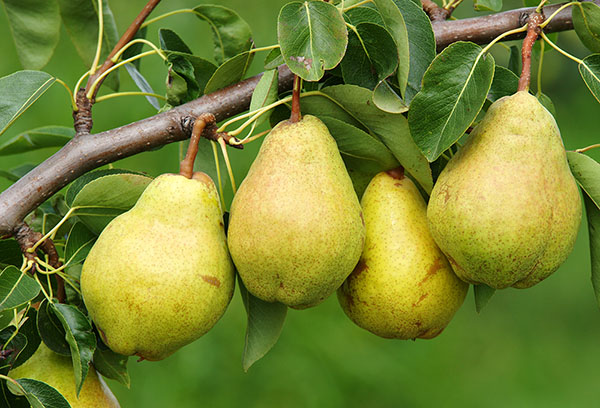 Päronfrukt på en gren