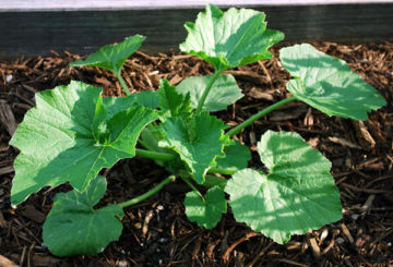 Courgettes dans une serre