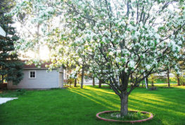 Blooming tree on the site