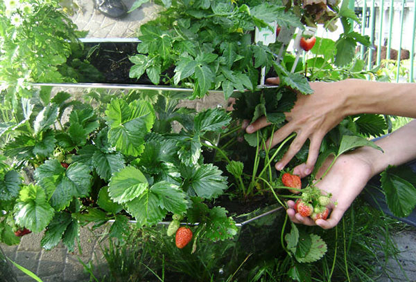 Plocka jordgubbar från vertikala sängar