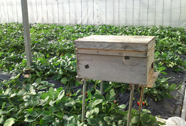 Пчелен кошер в оранжерия с ягоди