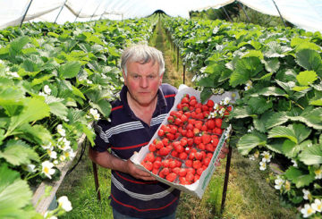 Penuaian strawberi rumah hijau