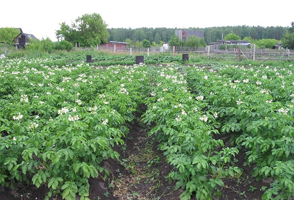 Blommande potatis