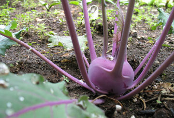 Kohlrabi roxa