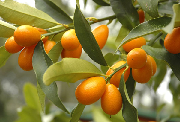 Kumquat dengan buah-buahan