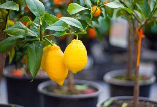 Hrnkové citrony
