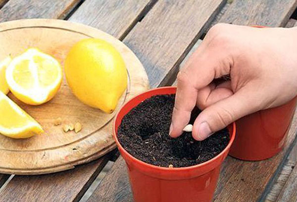 Plantar semillas de limón