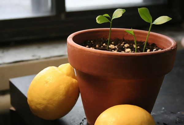 Ang mga sprout ng Lemon