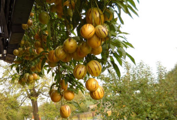 Buah pepino di dahan