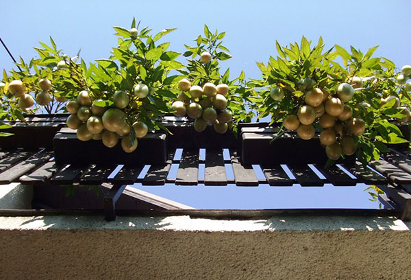 Växande pepino på balkongen