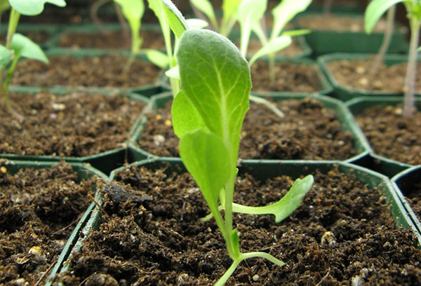 Sadnice zelene salate