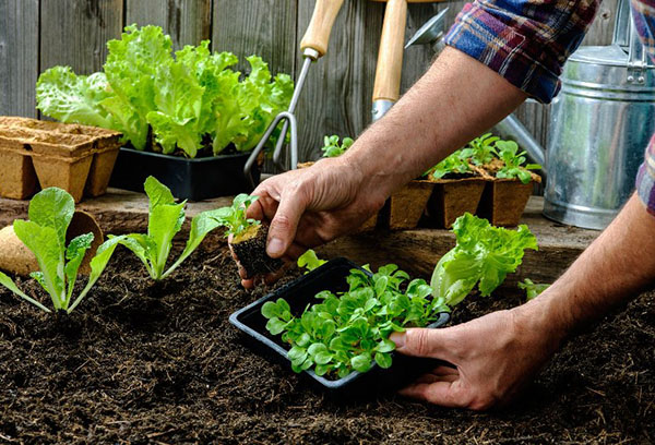 Plantar plántulas de lechuga en el jardín.