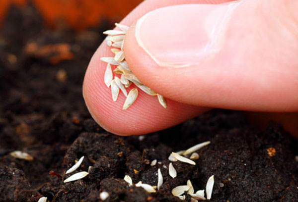 Plantarea semințelor de salată