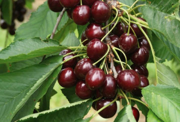 Fruta cereja areia em um galho