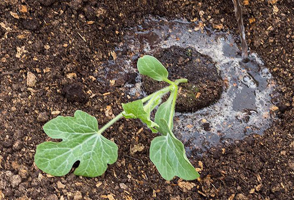 زراعة شتلات البطيخ في أرض مفتوحة