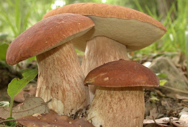 Boletus paddestoelen