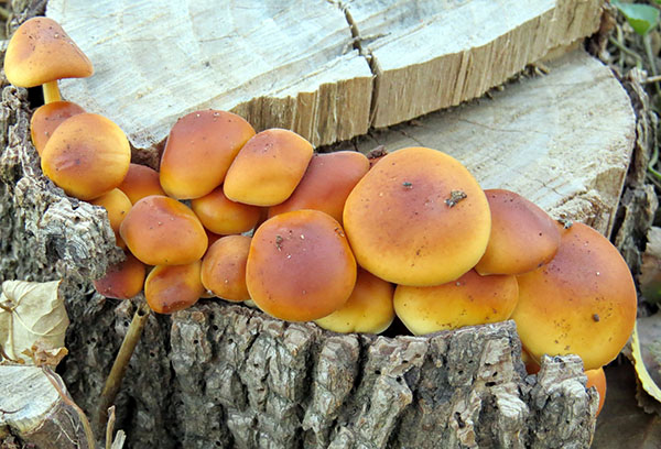 Mga honey mushroom sa tuod