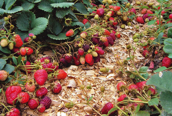 Skörden av jordgubbar för remontant