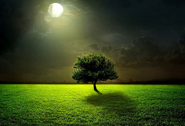 Árbol bajo la luna