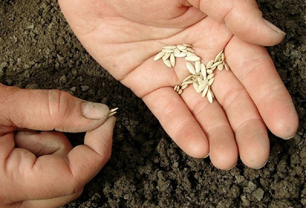Plantar semillas de pepino