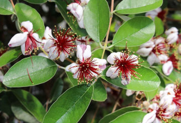 Feijoa mekar