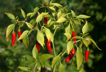 Chilli