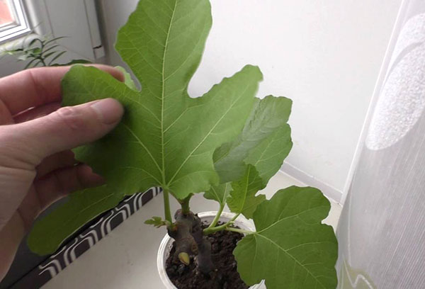 fig stalk sa isang palayok