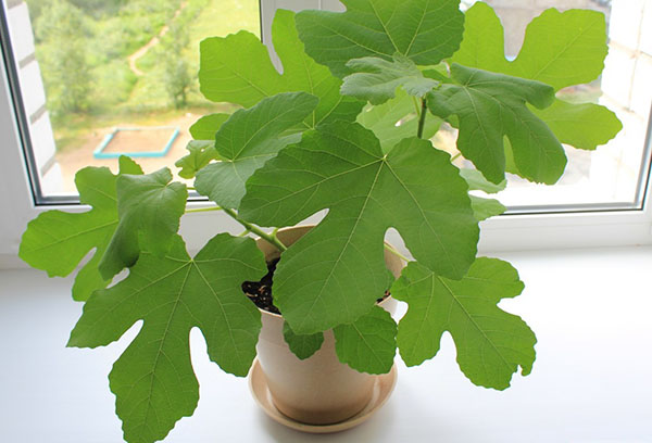 A young fig tree on the windowsill