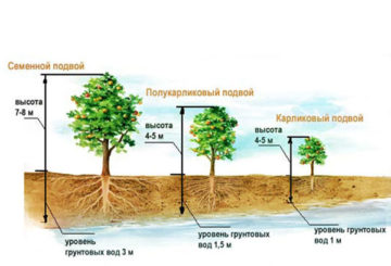 Esquema de plantio de pomar de maçã