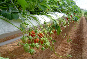 Aardbeien in een PVC-buis