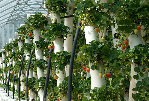 Вертикално засаждане на ягоди в PVC тръби