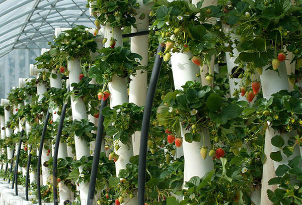 Plantación vertical de fresas en tubos de PVC