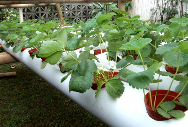 Cultivo de fresas en un tubo horizontal usando hidroponía