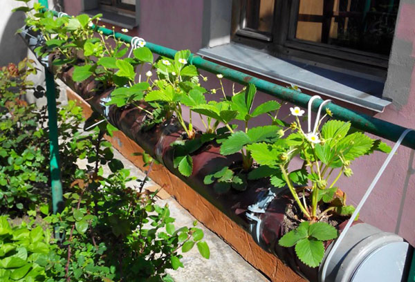 Aardbeien in PVC-buis op het balkon