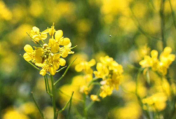 Blooming mustard