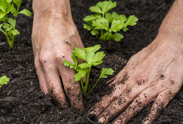 Plantar mudas de aipo