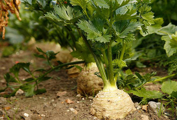 Racine de céleri dans le jardin