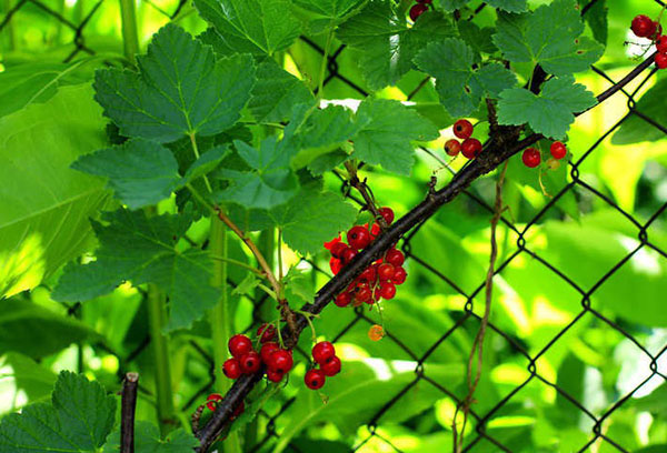 Червена касис с горски плодове