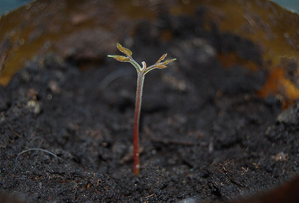 Longan Sprout