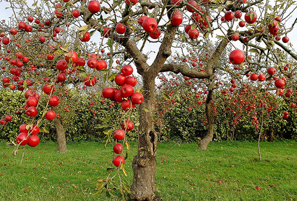 Ябълково дърво с плодове