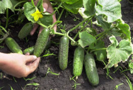 Cucumbers in the garden